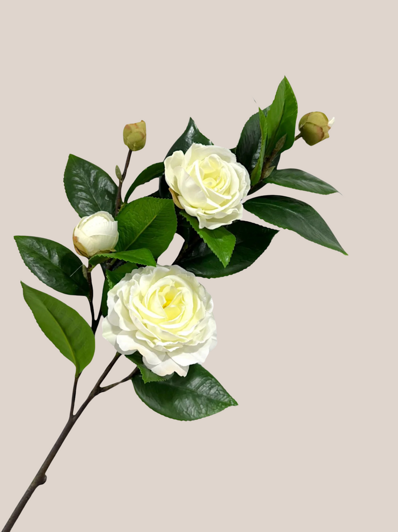 Camelia Blanca