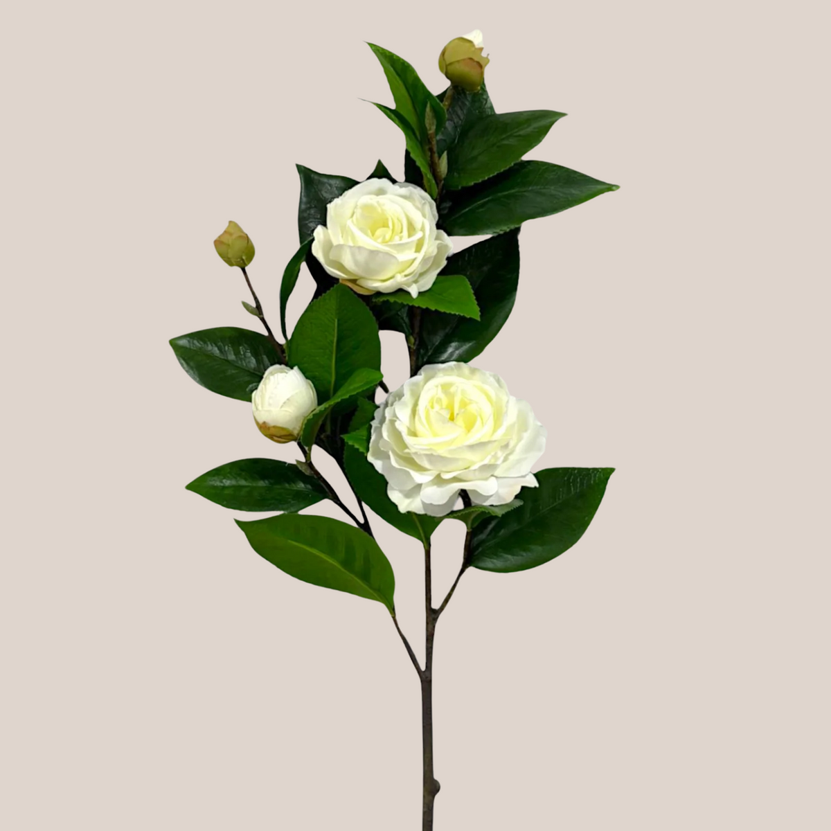Camelia