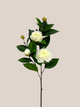 Camelia