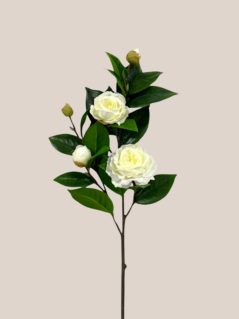 Camelia Blanca