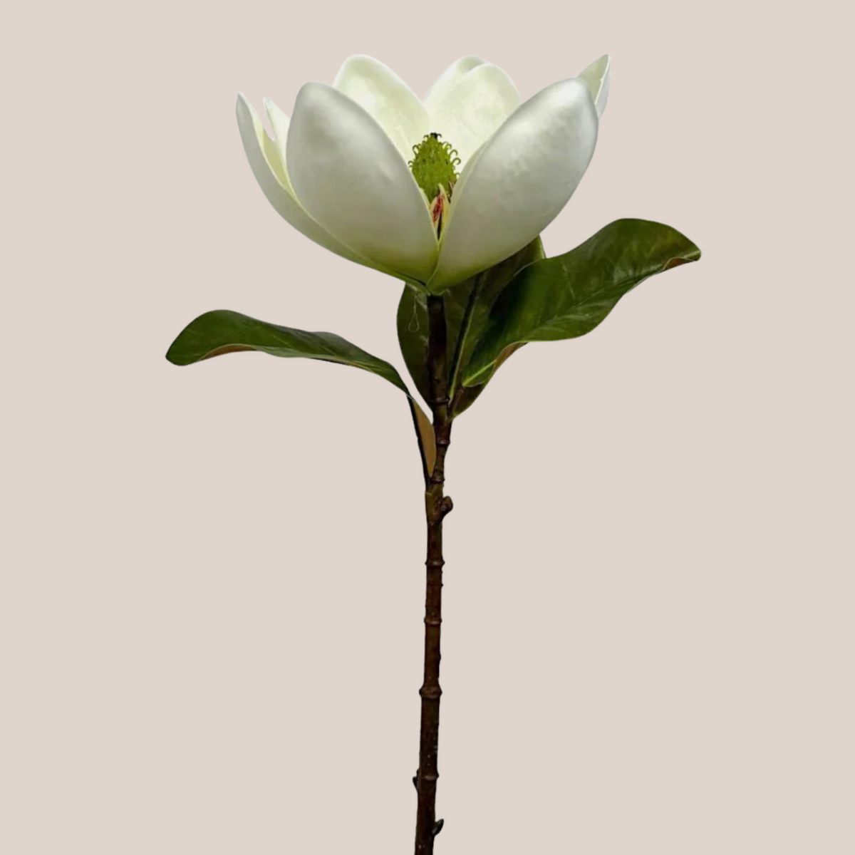 Magnolia x1