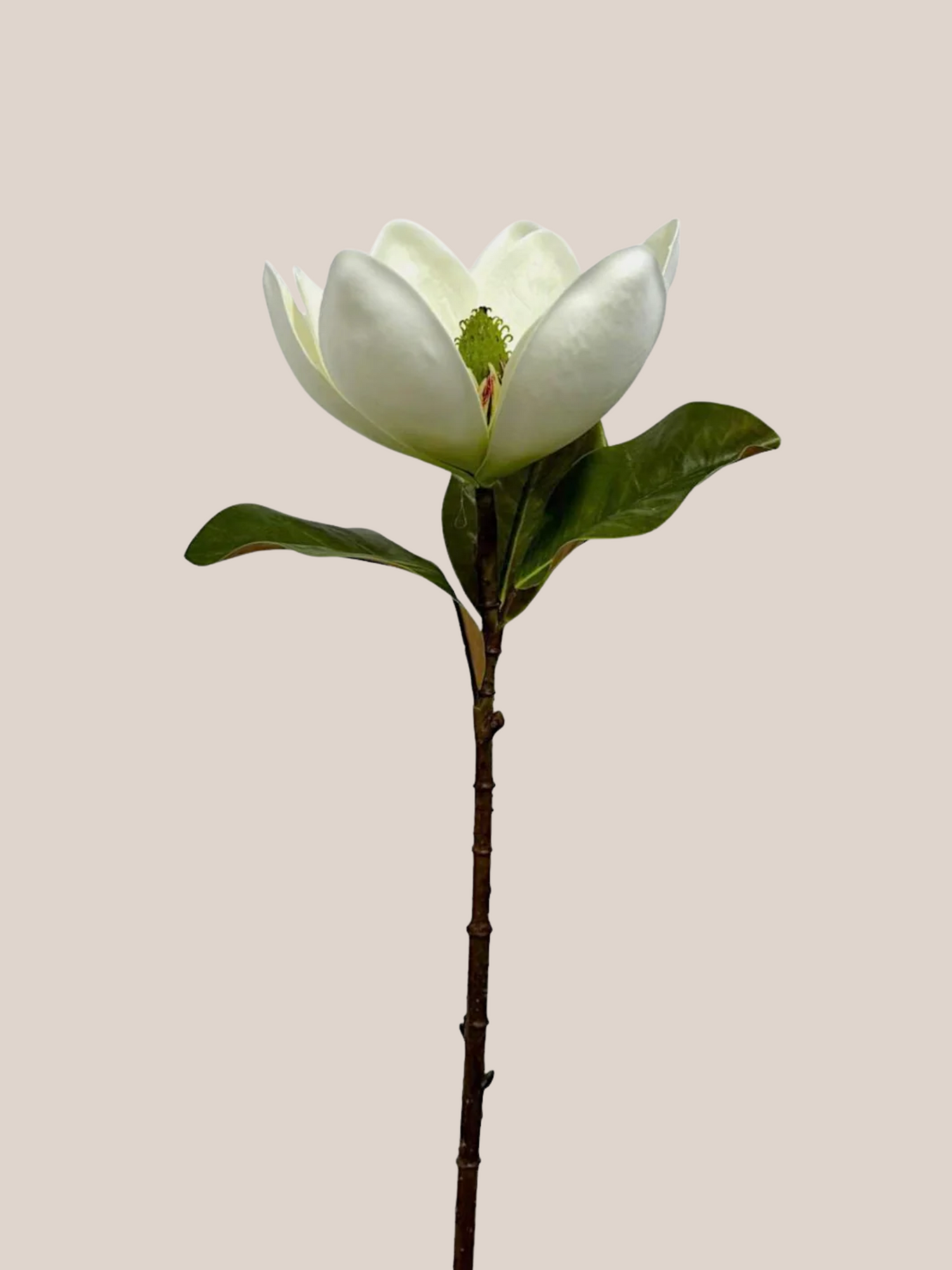 Magnolia x1