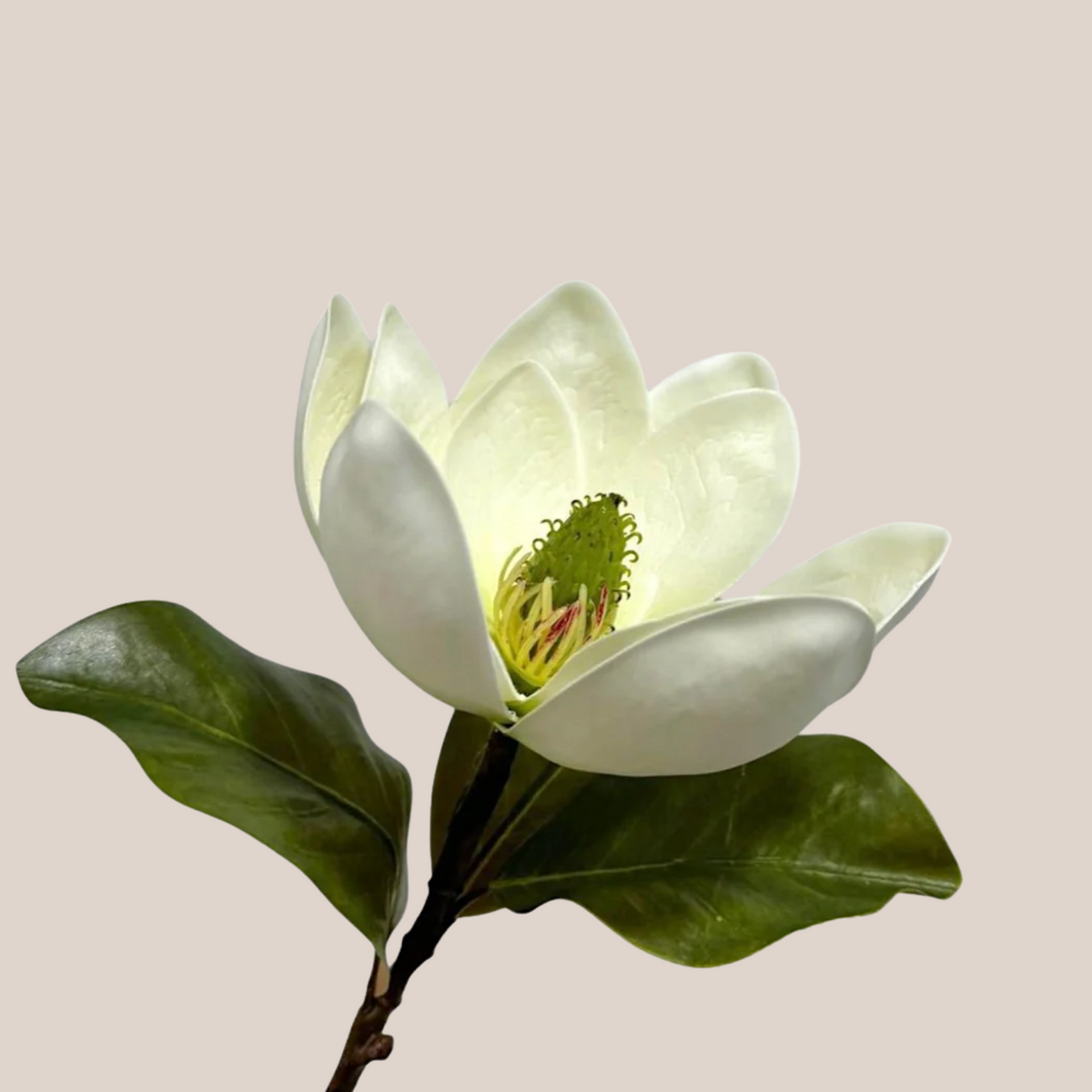 Magnolia x1