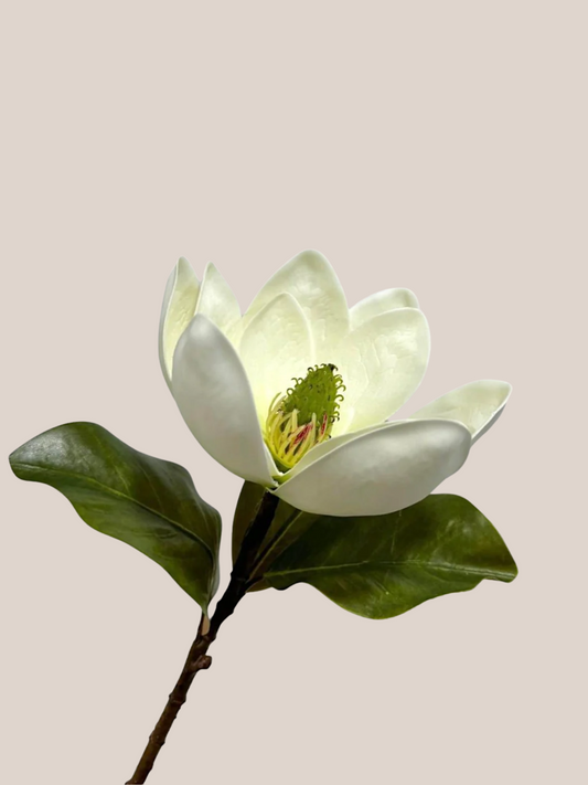 Magnolia x1