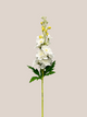 Delphinium