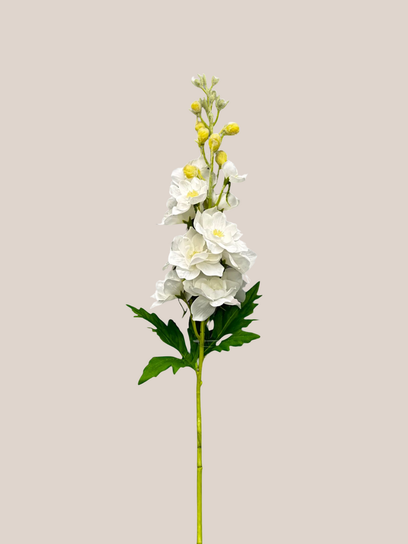 Delphinium Blanco