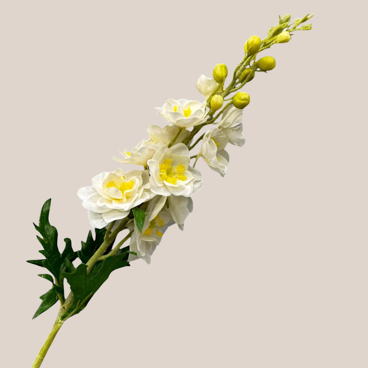 Delphinium