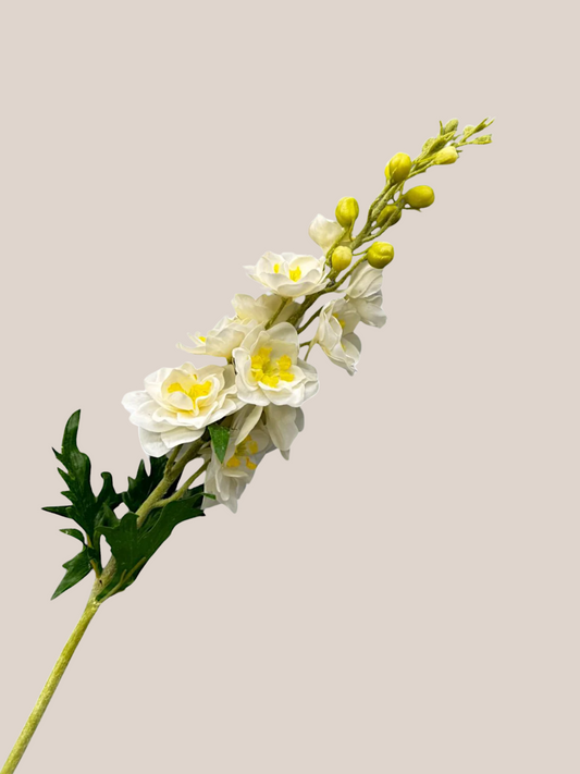 Delphinium