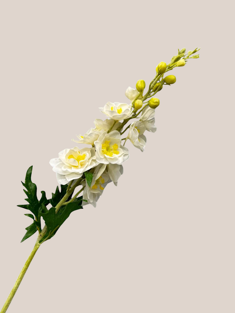 Delphinium Blanco