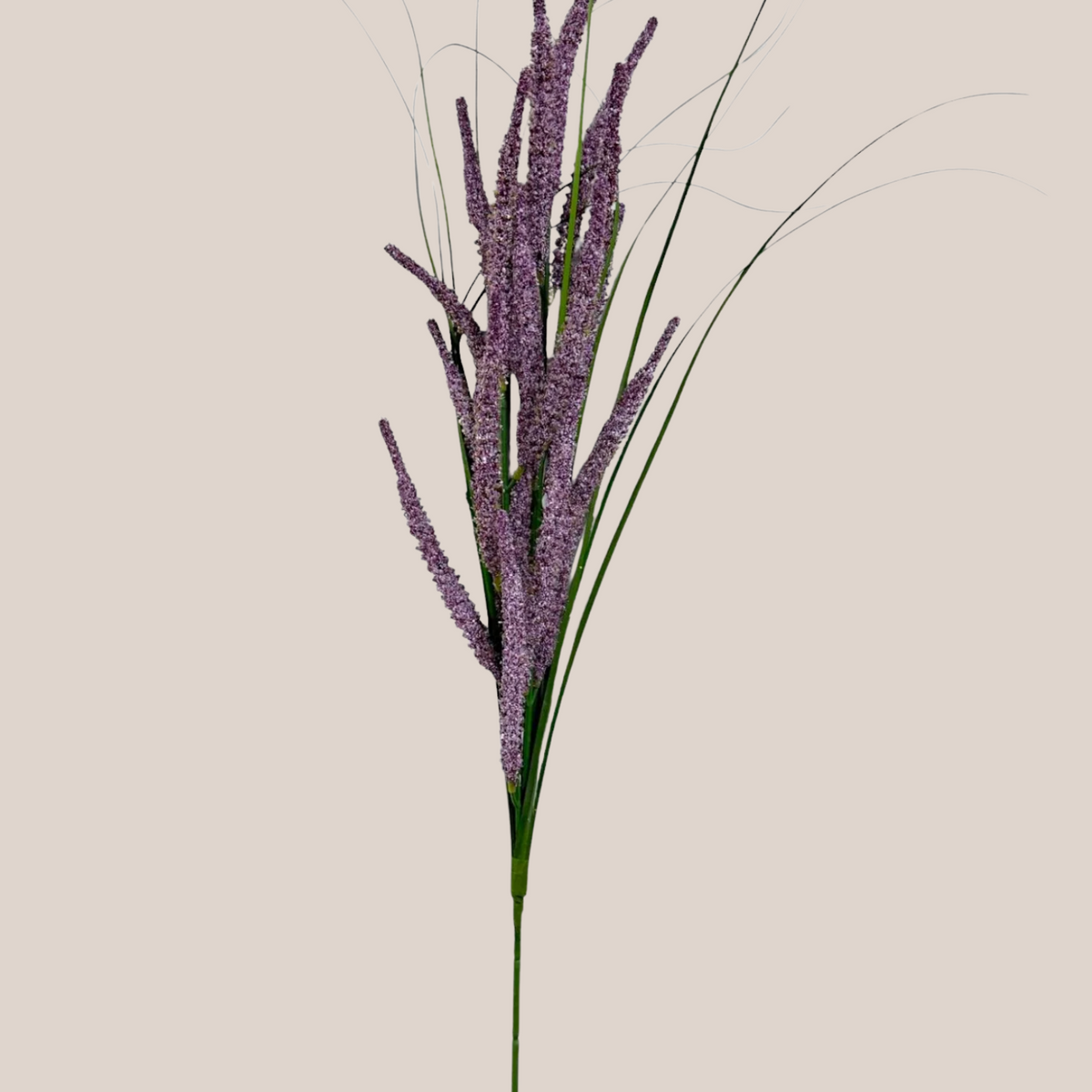 Astilbe