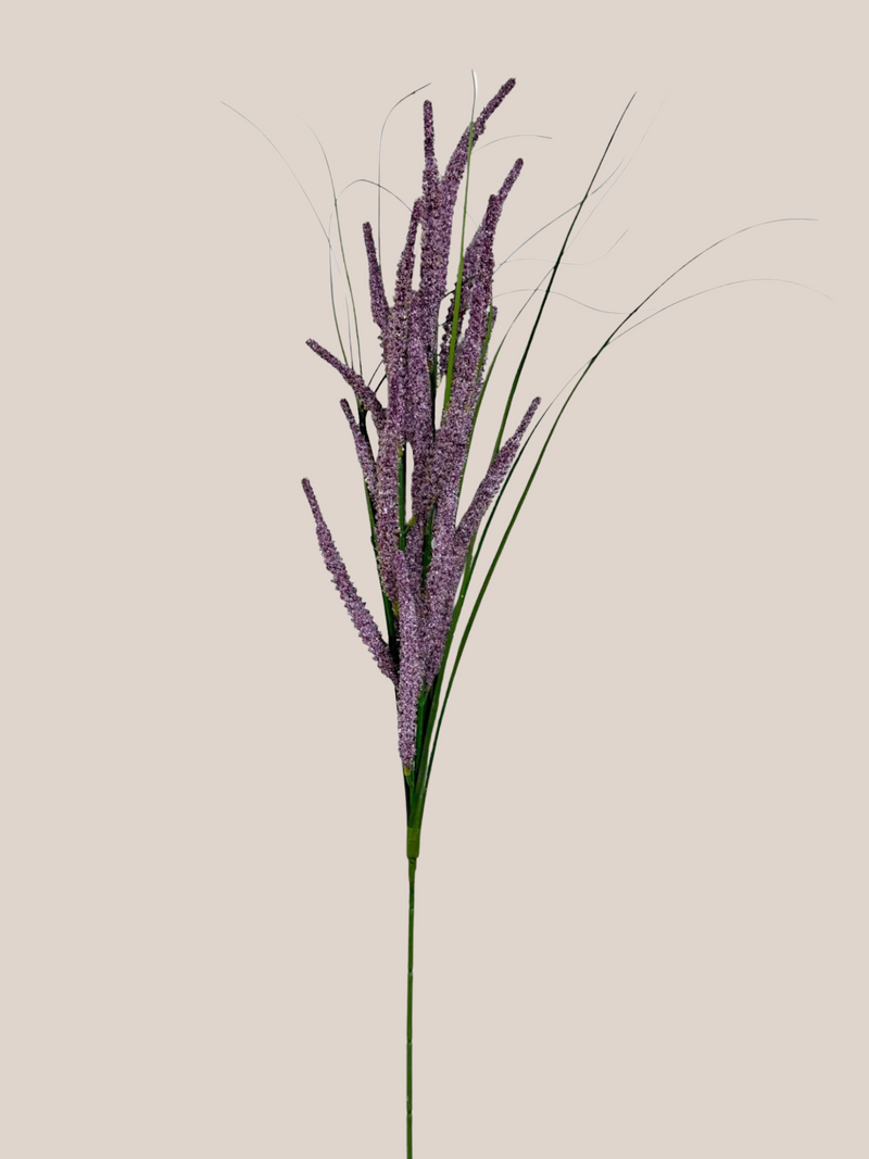 Astilbe Morado