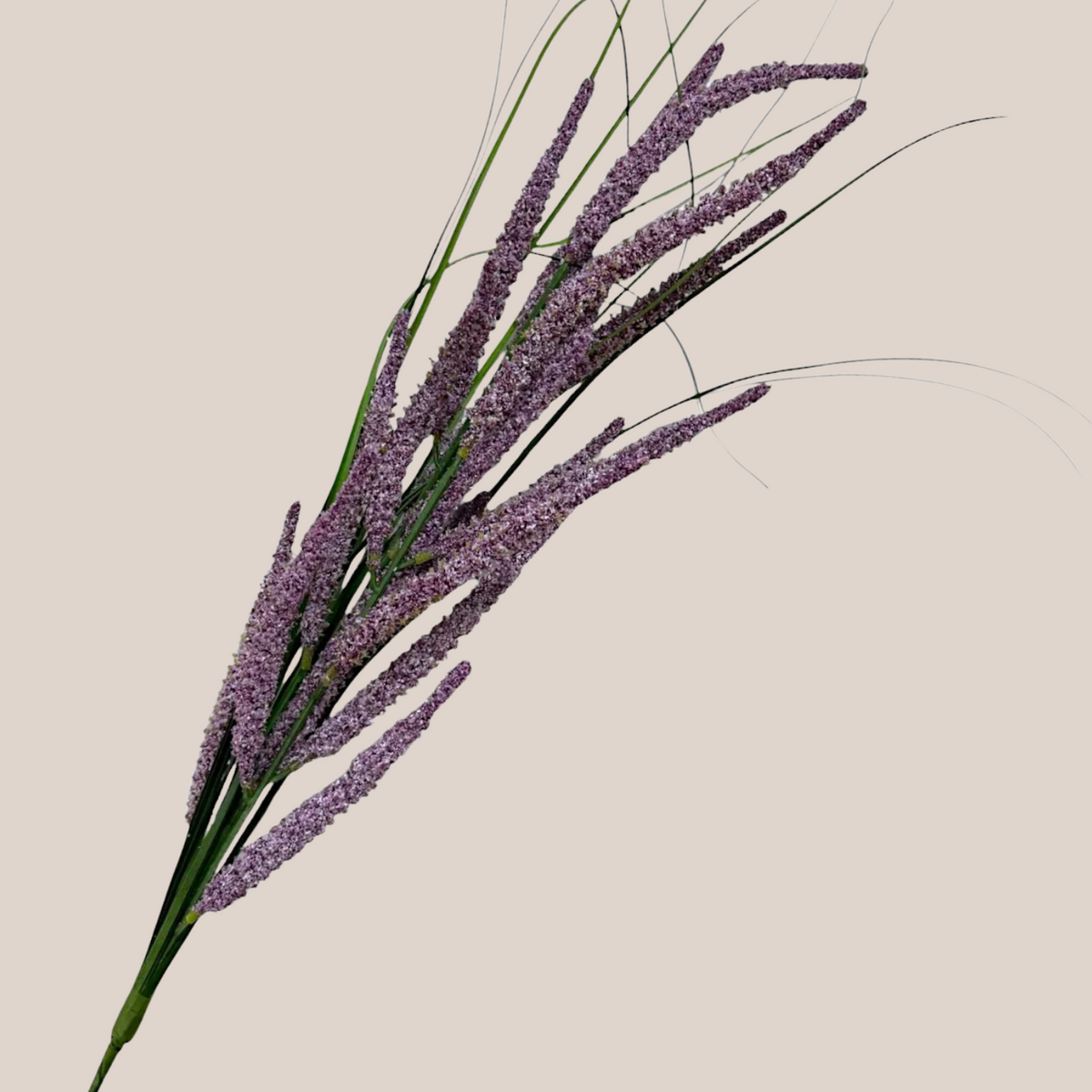 Astilbe