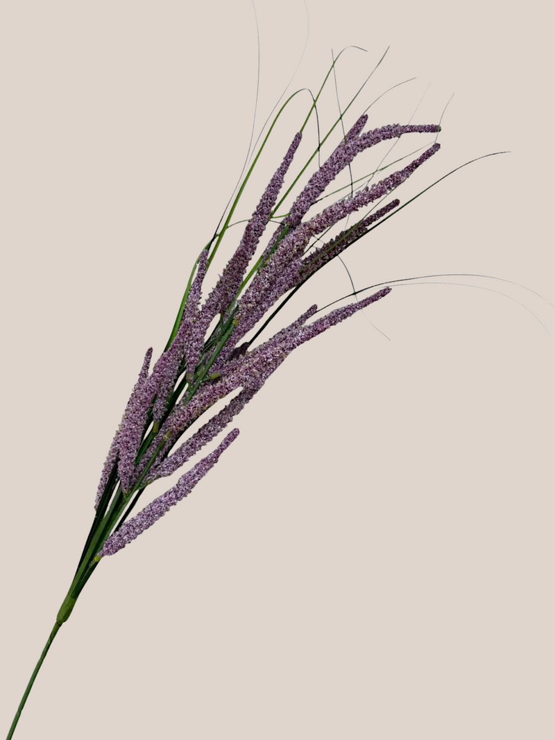 Astilbe Morado