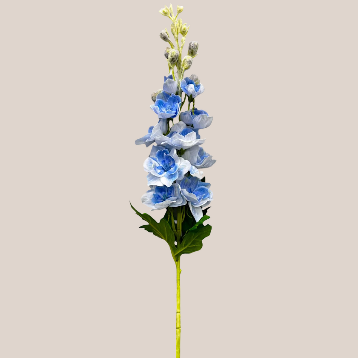 Delphinium