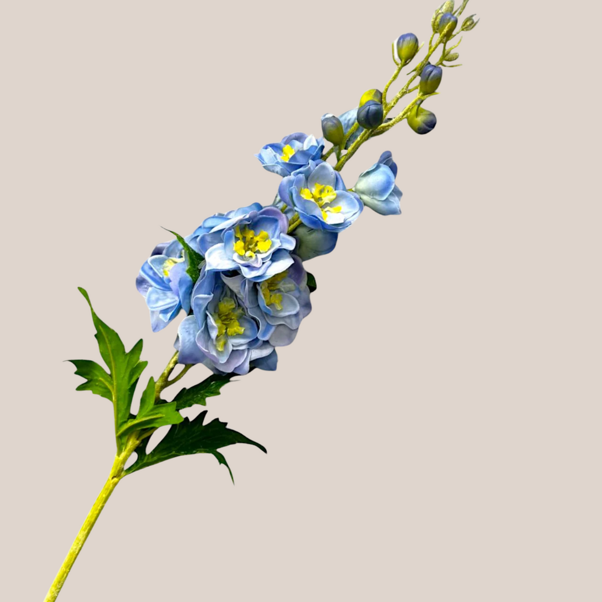 Delphinium