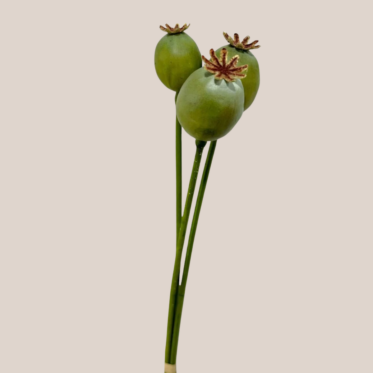 Semillas Amapola