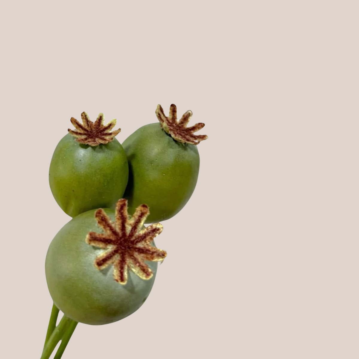 Semillas Amapola