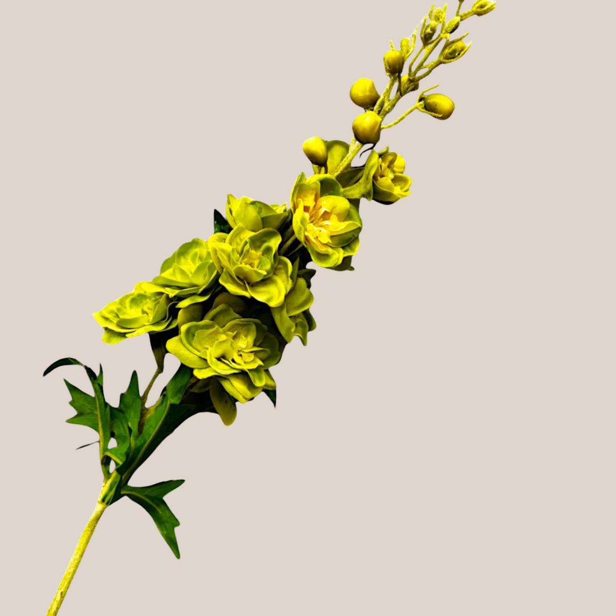 Delphinium