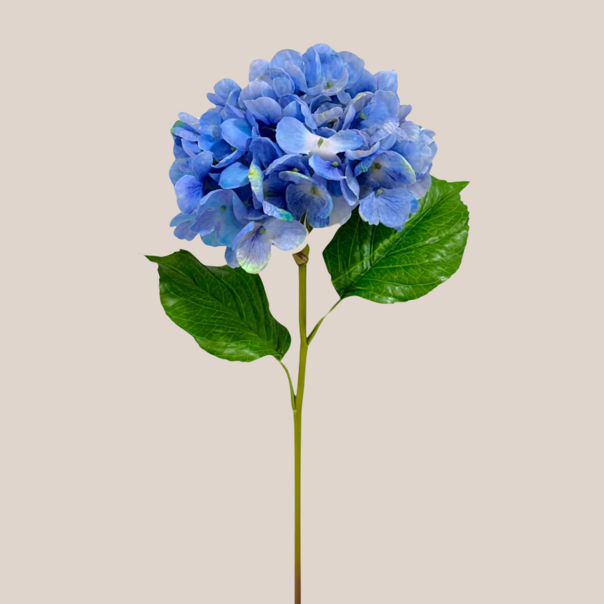 Hortensia RT