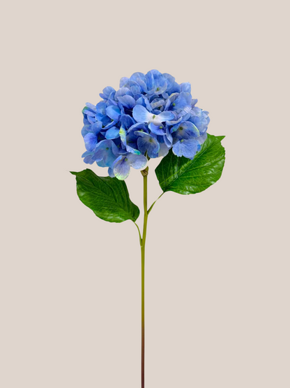 Hortensia Azul