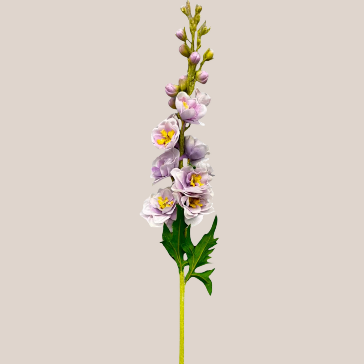 Delphinium