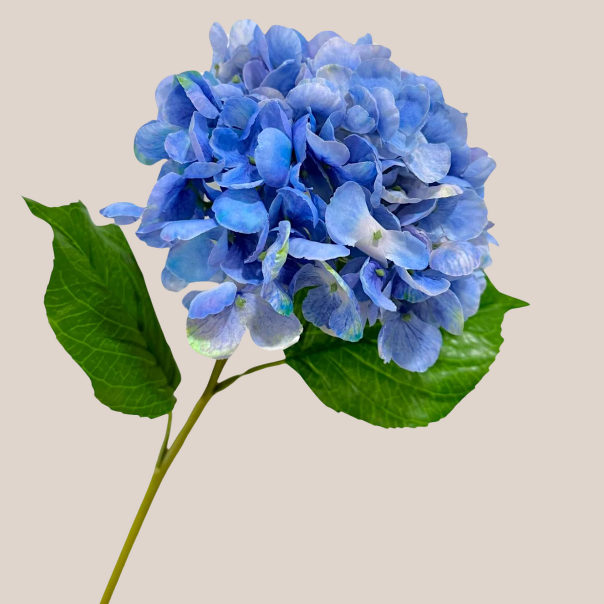 Hortensia RT
