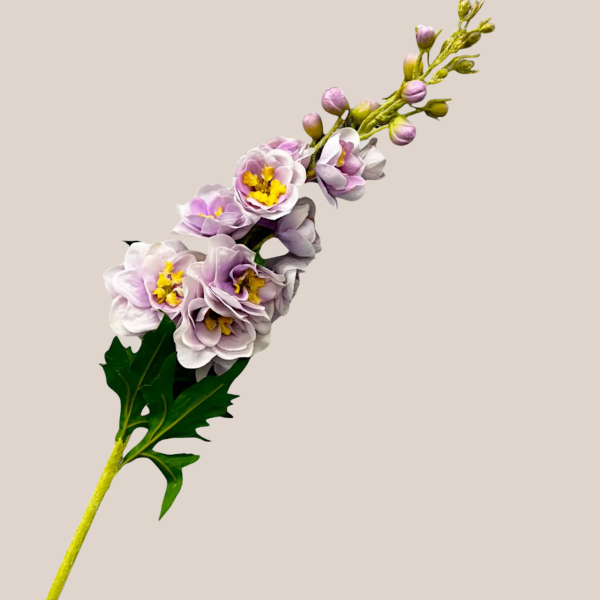 Delphinium