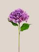 Hortensia Lavanda