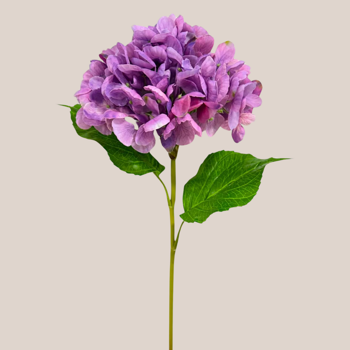 Hortensia Lavanda
