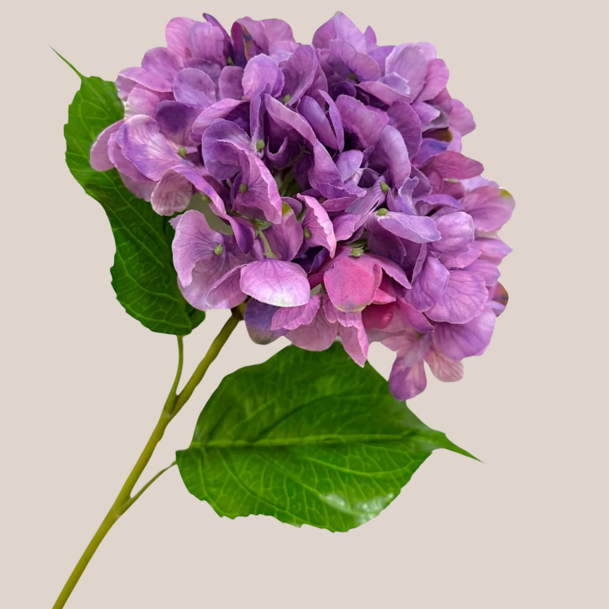 Hortensia Lavanda