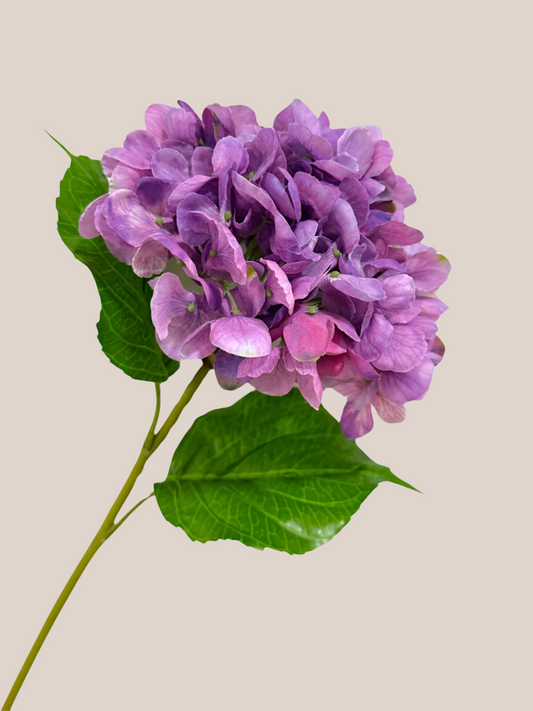 Hortensia Lavanda