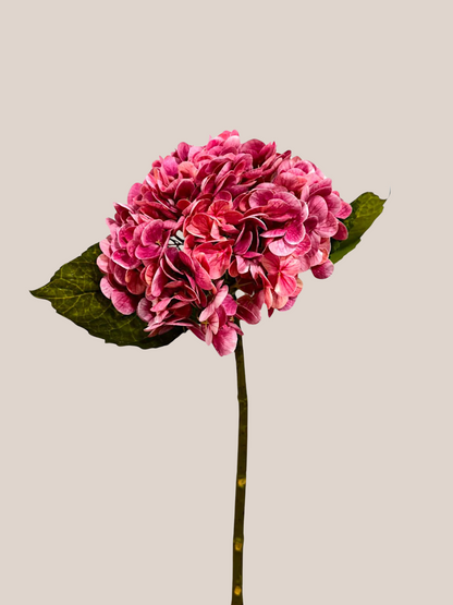 Hortensia RT Rosada