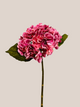Hortensia RT Rosada