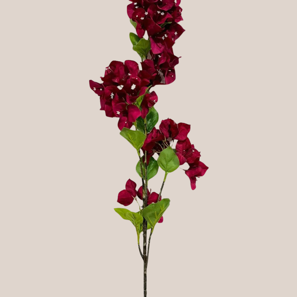 Buganvilia Burgundy