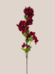 Buganvilia Burgundy