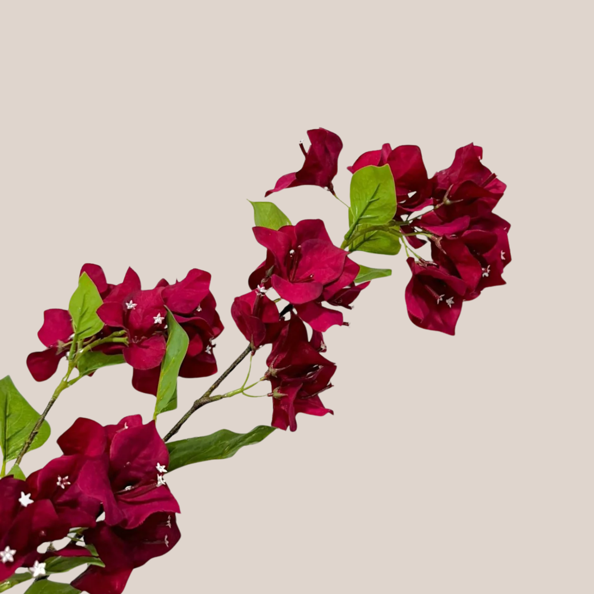 Buganvilia Burgundy