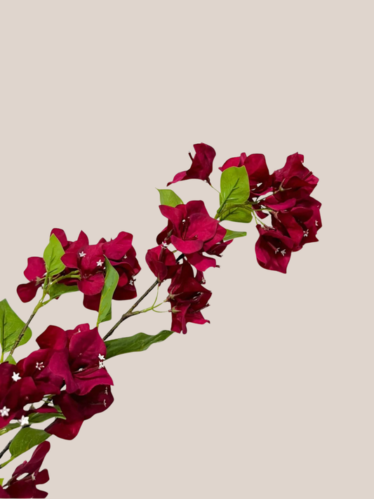 Buganvilia Burgundy