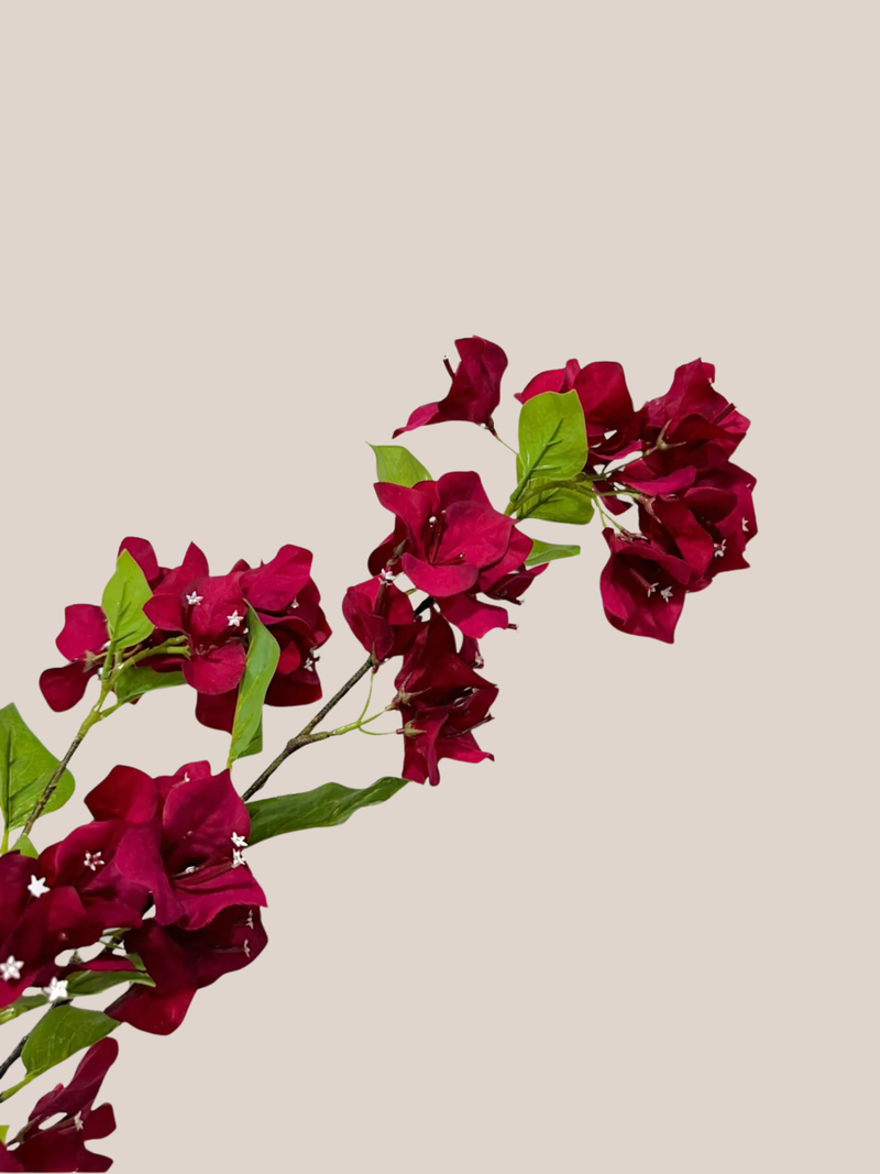 Buganvilia Burgundy