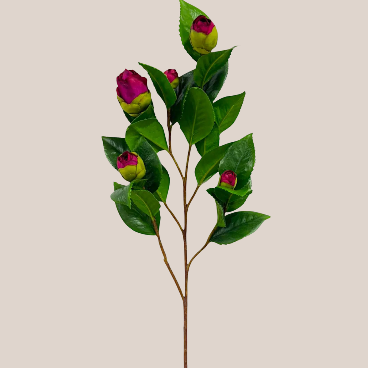 Camelia Fucsia