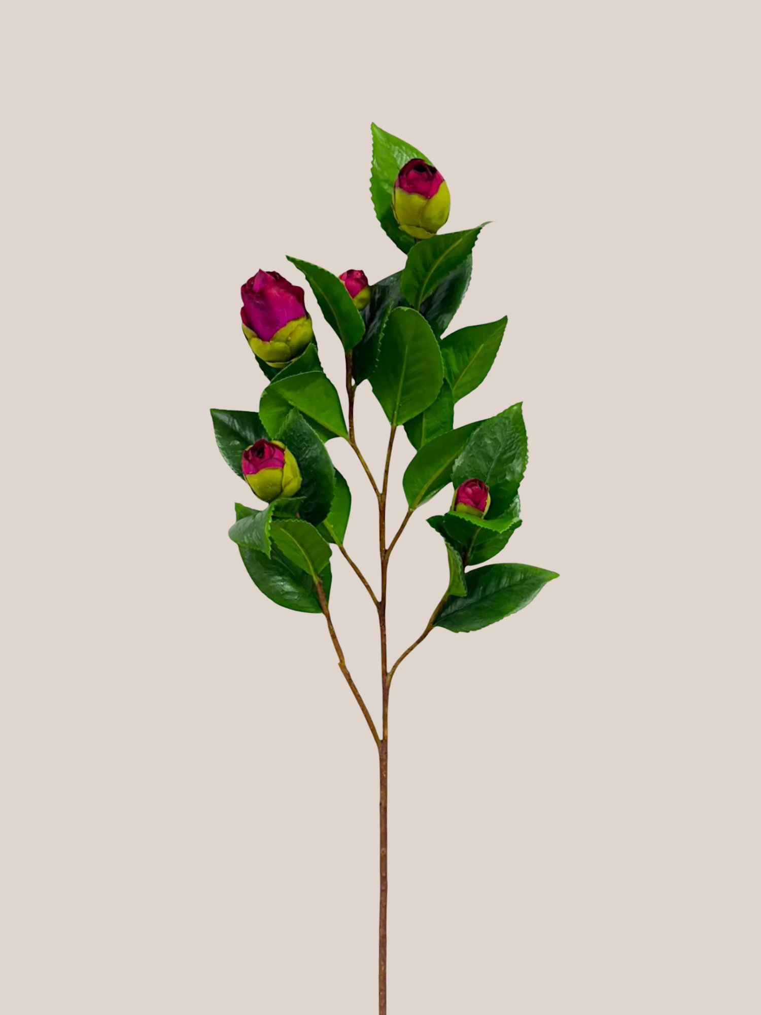 Camelia Fucsia