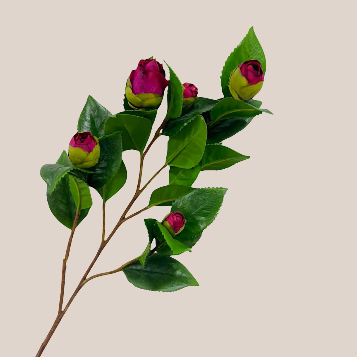Camelia Fucsia