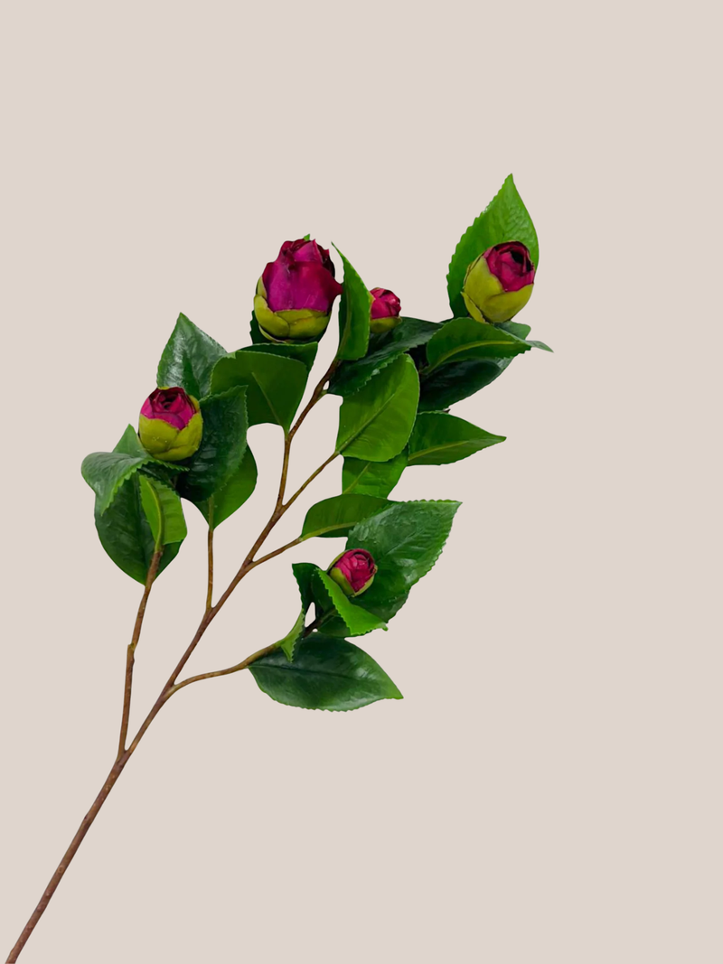 Camelia Fucsia