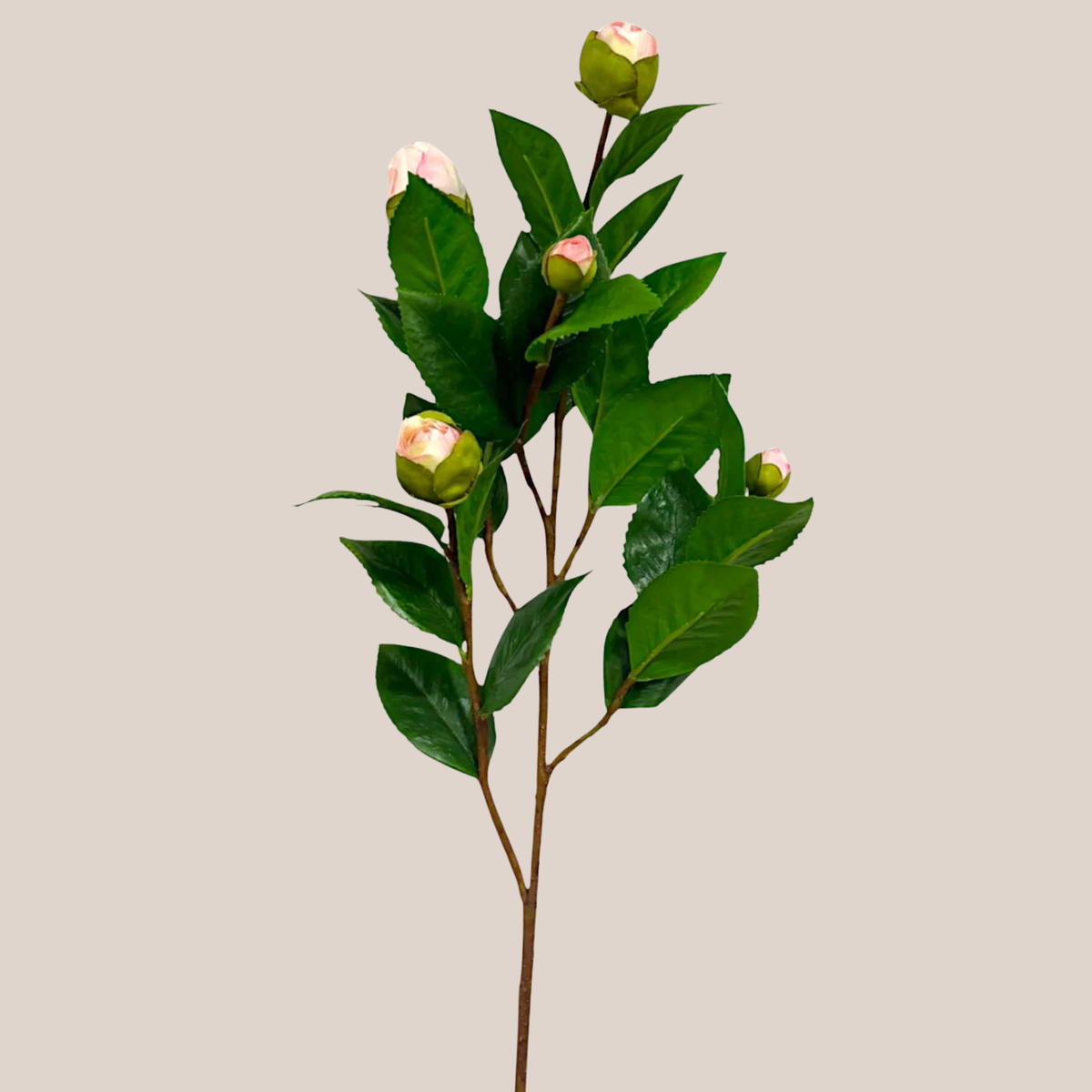 Camelia Rosa
