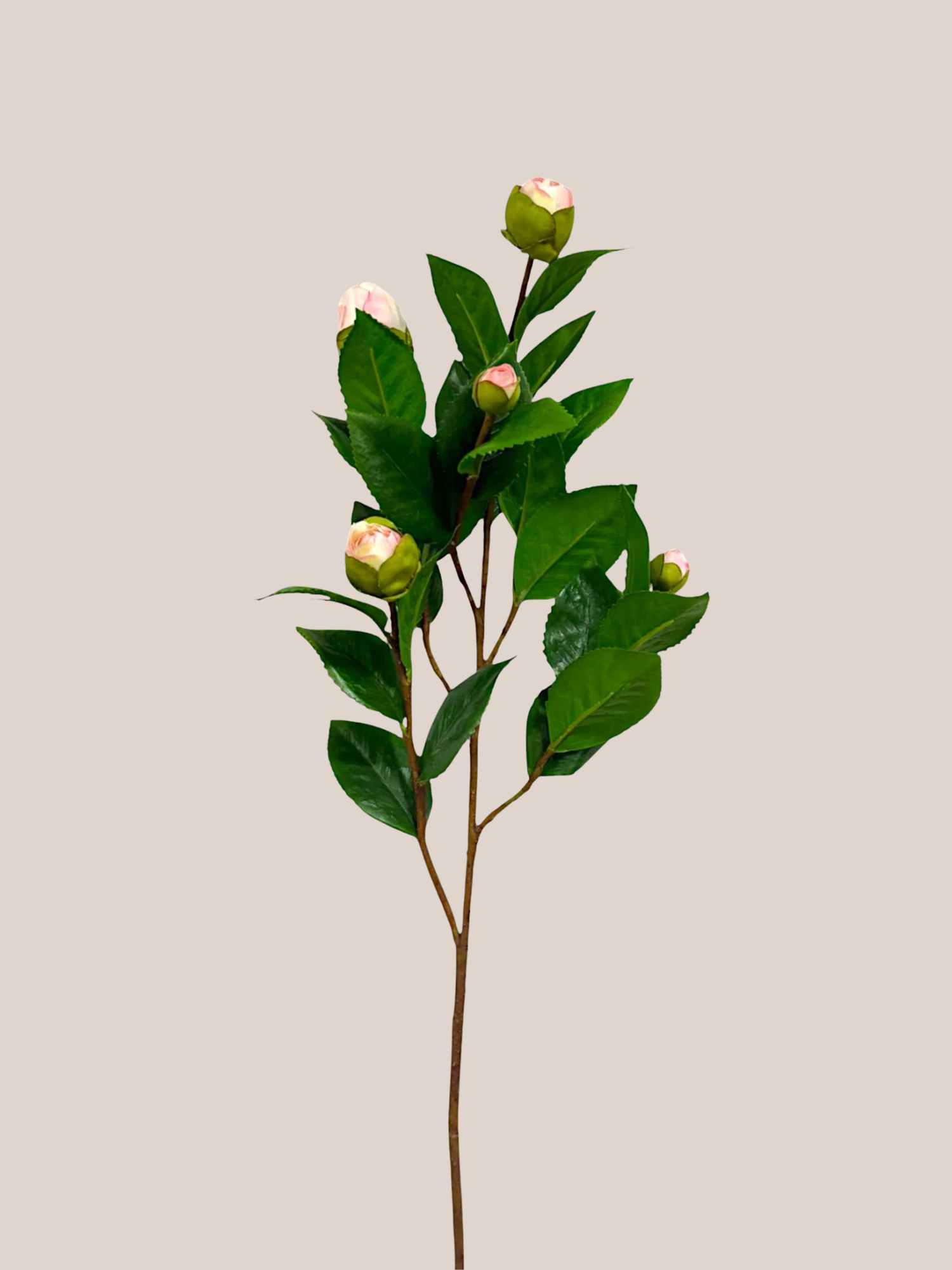 Camelia Rosa