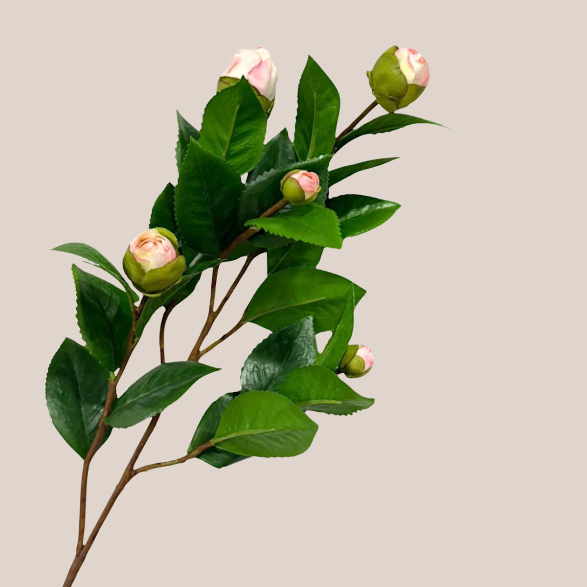 Camelia Rosa