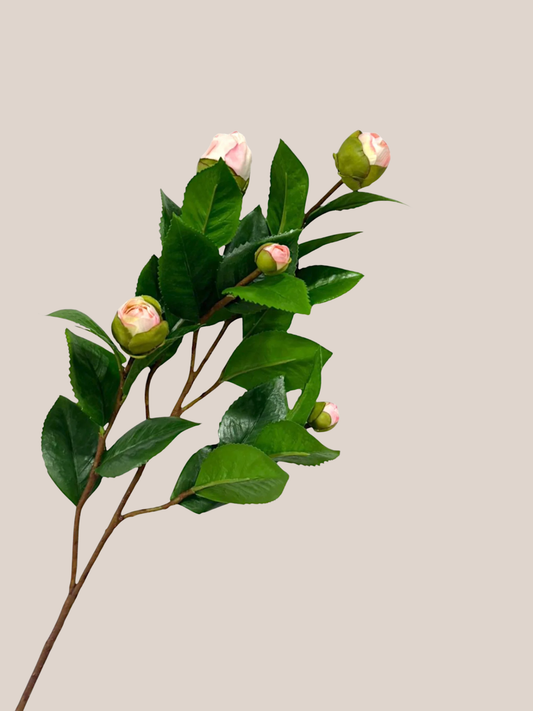 Camelia Rosa
