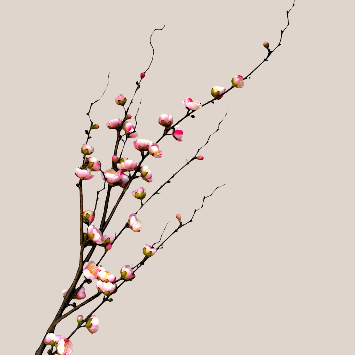 Plum Blossom