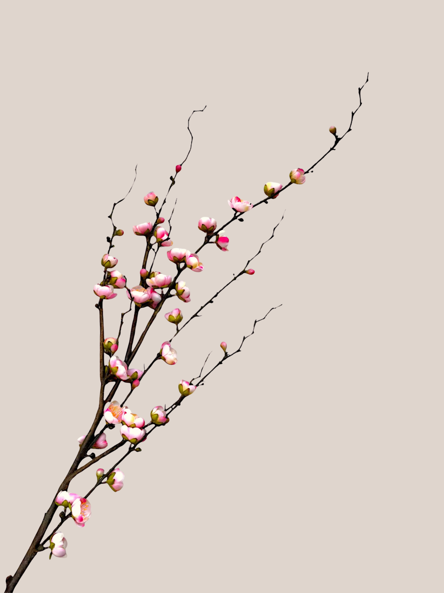 Plum Blossom