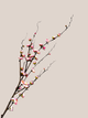 Plum Blossom
