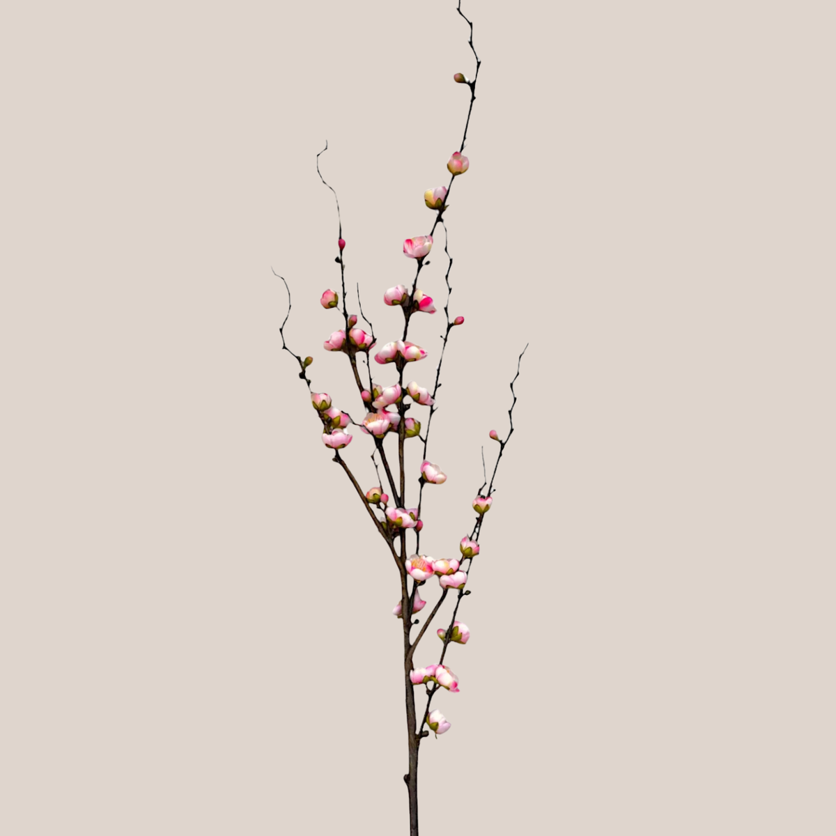 Plum Blossom